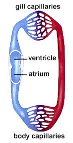 Circulatory System - Understanding Vertebrates