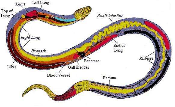 Excretory System - Understanding Vertebrates