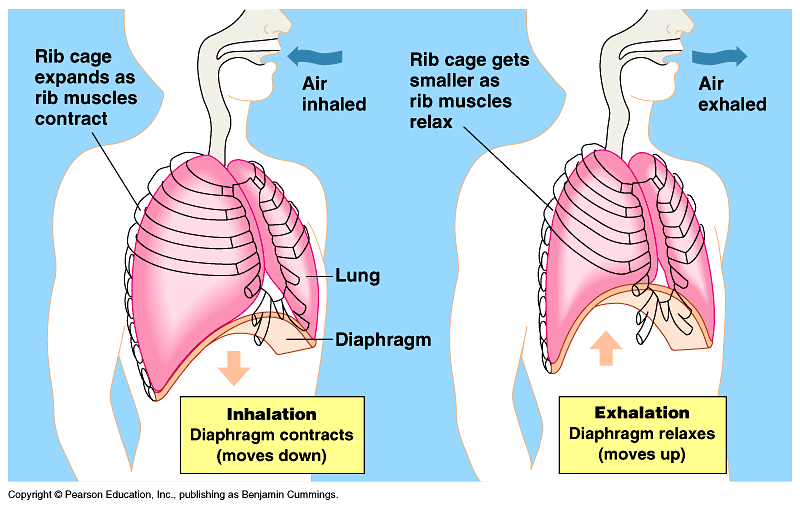 Respiratory System - Understanding Vertebrates